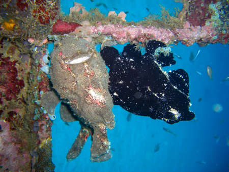 Black Frogfish (Antennarius Striatus) swims in the filipino sea 20.11.2012