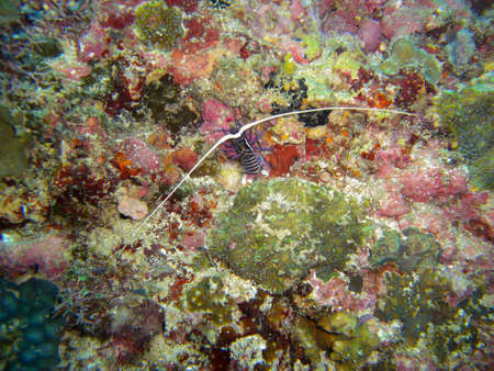 Lobster on the ground in the filipino sea 8.12.2012の写真素材