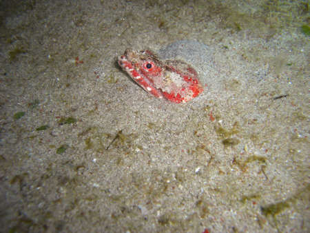 Stargazer Snake Eel (Brachysomophis Cirrocheilos) is protruding in the filipino sea 22.10.2012