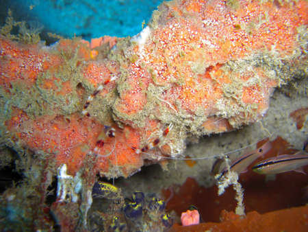 Cleaning Shrimp (Lysmata Amboinensis) swims in the filipino sea 9.11.2012