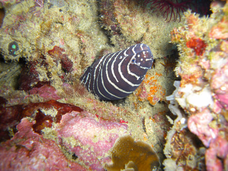 Zebra Moray Eel (Gymnothorax Zebra) is protruding from below a rock in the filipino sea 12.10.2012
