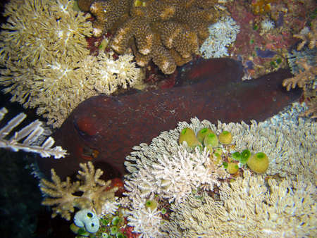 Common Octopus on the ground in the filipino sea 27.11.2011