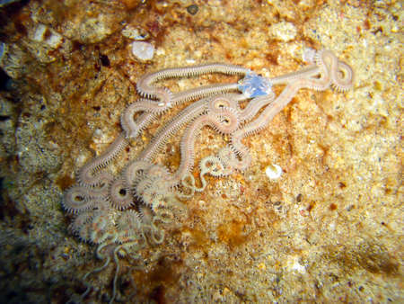 Brittle star on the ground in the filipino sea 4.12.2011