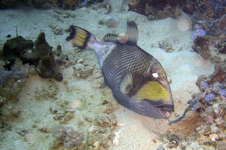 Titan Triggerfish (Balistoides Viridescens) swims in the filipino sea 23.10.2011