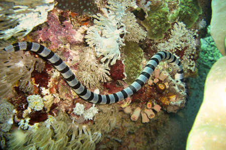 Banded Sea Krait (Laticauda Colubrina) swims in the filipino sea January 18, 2012