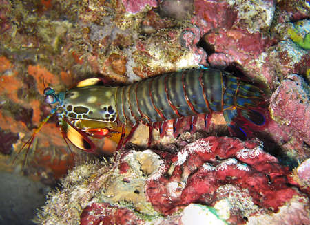 Colorful Mantis Shrimp (Odontodactylus Scyllarus) on the ground in the filipino sea November 19, 2010の写真素材