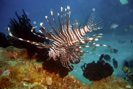 Lion fish (Pterois Volitans) swims in the filipino sea November 1, 2010