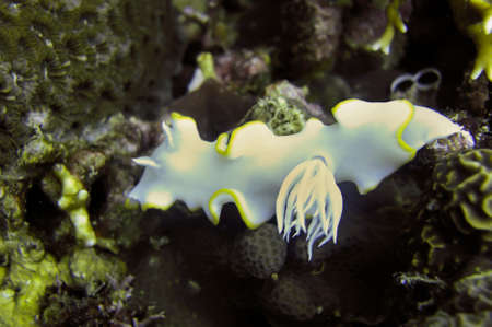 Nudibranch or Sea Slug (Ardeadoris Egretta) on the bottom in the filipino sea January 9, 2012の写真素材