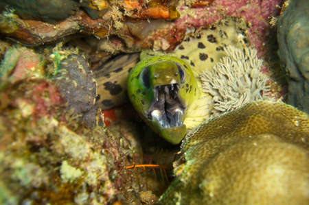 Fimbriated Moray Eel (Gymnothorax Fimbriatus) is protruding from behind a rock in the filipino sea...