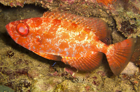 Unknown red fish is swimming in the filipino sea December 14, 2011