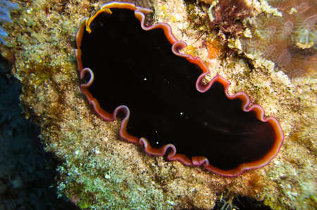 Black Platworm (Platyhelminthes) on the ground in the filipino sea January 18, 2012の写真素材