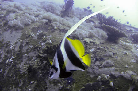 Bannerfish (Heniochus Diphreutes) swims in the filipino sea November 25, 2010