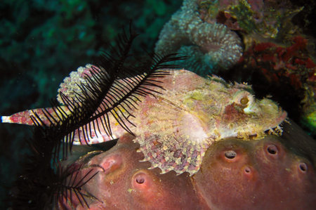 Tasseled Scorpionfish (Scorpaenopsis Oxycephala) is swimming in the filipino sea December 8, 2011の写真素材