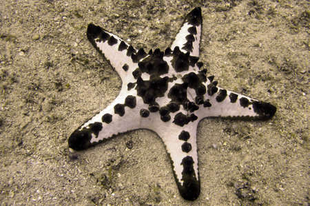 Seastar (Pentaceraster) on the ground in the filipino sea December 16, 2010の写真素材