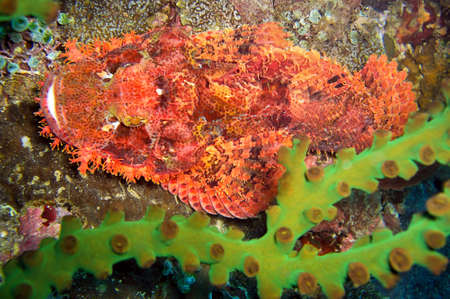 Tasseled Scorpionfish (Scorpaenopsis Oxycephala) is swimming in the filipino sea December 20, 2011の写真素材