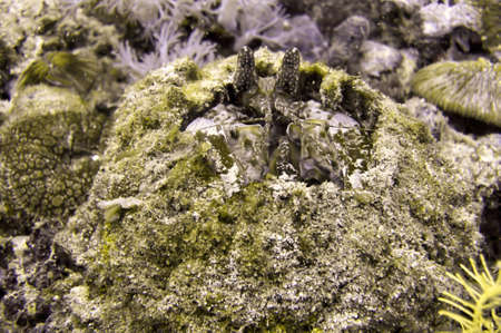 Mantis Shrimp (Odontodactylus Scyllarus) on the ground in the filipino sea December 18, 2011