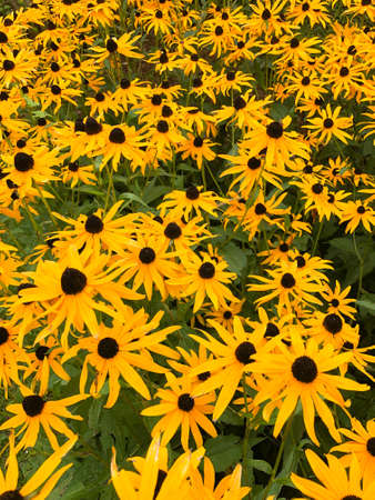 Yellow flowers (Rudbeckia Hirta) or black eyed susan in a garden