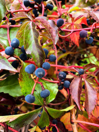 Colorful leafs on a wild wine (Parthenocissus Quinquefolia) in autumn timeの写真素材
