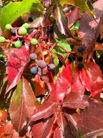 Colorful leafs on a wild wine (Parthenocissus Quinquefolia) in autumn timeの写真素材