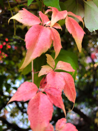Colorful leafs on a wild wine (Parthenocissus Quinquefolia) in autumn timeの写真素材