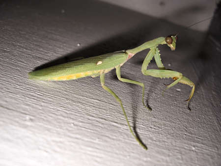 Praying Mantis discovered on a white background in Sabang on the Philippines December 28, 2009