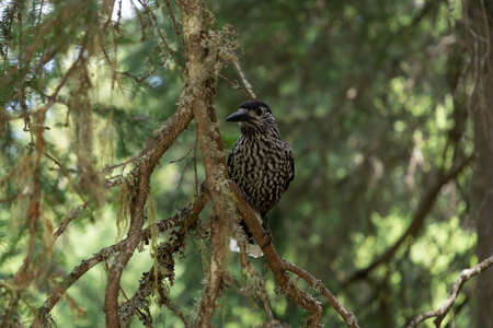Tannhaeher bird (Nucifraga Caryocatactes) is sitting on a branch in the forest