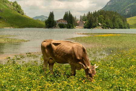 Appenzell, Switzerland, June 13, 2021 Lovely cow at the bay of the Seealpsee on a fresh green meadowのeditorial素材