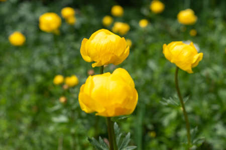 Sareis, Liechtenstein, June 20, 2021 Blossom of a yellow globe flower or Trollius Altissimus on a...