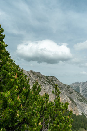 Sareis, Liechtenstein, June 20, 2021 Green fir trees growing in an alpine sceneryの写真素材