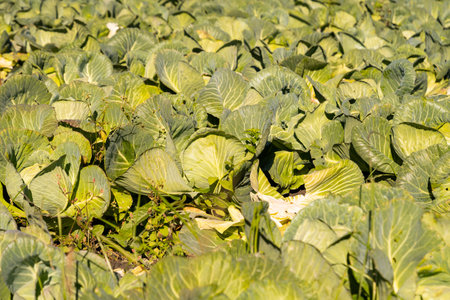 Schaan, Liechtenstein, October 14, 2021 Cabbage head is growing on a arable field