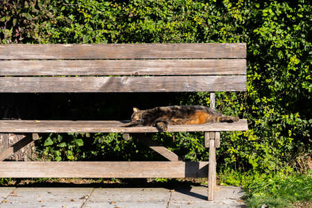 Schaan, Liechtenstein, October 14, 2021 Lovely cat is taking a sunbath on a benchの写真素材