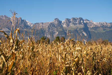 Schaan, Liechtenstein, October 14, 2021 Corn field with the mountains in the background