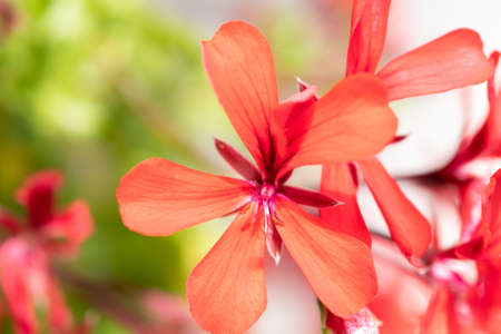 Ruggell, Liechtenstein, September 25, 2021 Blossom of a lovely red flower in a domestic gardenの写真素材
