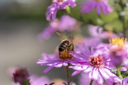 Ruggell, Liechtenstein, September 25, 2021 Busy bee is collecting nectar from the blossom of a...