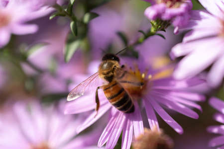 Ruggell, Liechtenstein, September 25, 2021 Busy bee is collecting nectar from the blossom of a...