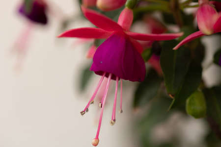 Ruggell, Liechtenstein, September 25, 2021 Blossom of a lovely lila flower in a domestic gardenの写真素材