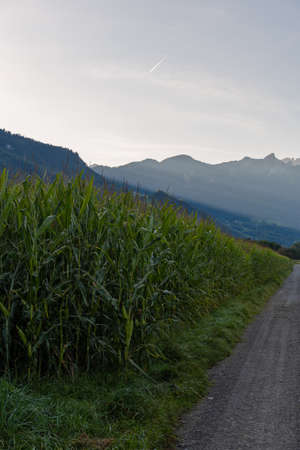 Schaan, Liechtenstein, September 25, 2021 Maize plants growing on a farm in the early morningの写真素材