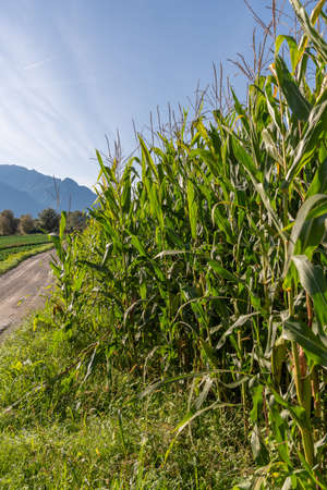 Schaan, Liechtenstein, September 25, 2021 Maize plantations on a green farming field
