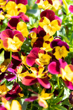 Weesen, Switzerland, April 13, 2022 Colorful yellow and lila flowers are growing in a little park in spring timeの写真素材