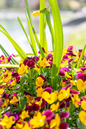 Weesen, Switzerland, April 13, 2022 Different colorful tiny flowers in a little park in spring timeの写真素材