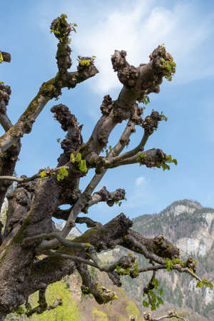 Weesen, Switzerland, April 13, 2022 Branches of a platanus tree are reaching the sky in spring timeの写真素材
