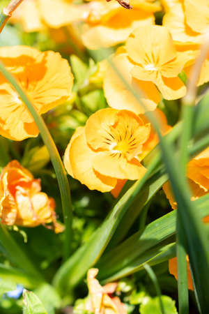 Weesen, Switzerland, April 13, 2022 Pretty yellow flowers in a little park in spring time