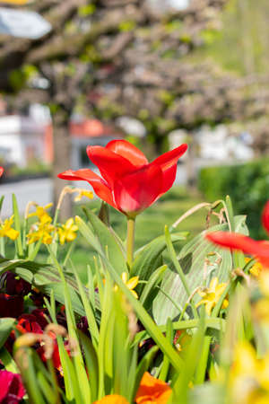 Weesen, Switzerland, April 13, 2022 Beautiful red tulip is growing in a colorful little park in...