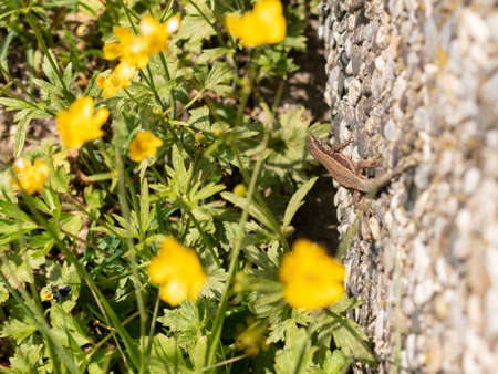 Weesen, Switzerland, April 13, 2022 Tiny green lizard and some yellow flowers in a park in spring timeの写真素材