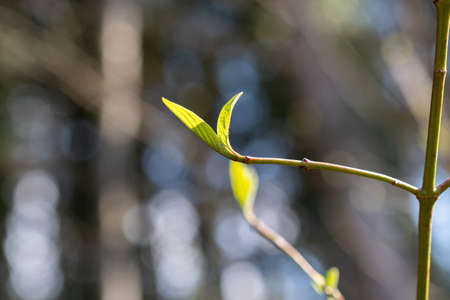 Schaan, Liechtenstein, April 4, 2022 Fresh growing leafs in a forest in spring timeの写真素材