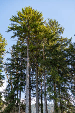 Schaan, Liechtenstein, April 4, 2022 Branches of a fir tree in the woods in spring timeの写真素材