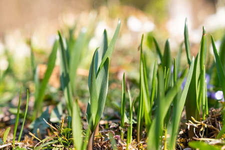 Schaan, Liechtenstein, April 4, 2022 Fresh growing green plants during spring time in the woodsの写真素材