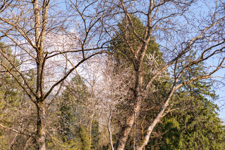 Schaan, Liechtenstein, April 4, 2022 Spring time scenery in the woods