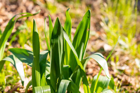 Schaan, Liechtenstein, April 4, 2022 Fresh growing green plants during spring time in the woodsの写真素材