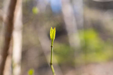 Schaan, Liechtenstein, April 4, 2022 Fresh growing leafs in a forest in spring time